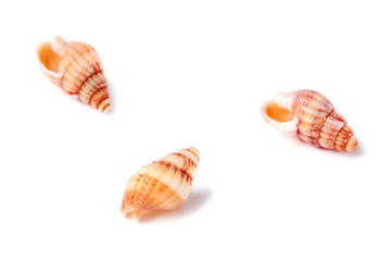 Three sea shells isolated on white background with copy space. Vacation concept