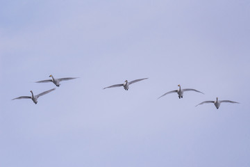 A group of swans flying over the lake. 