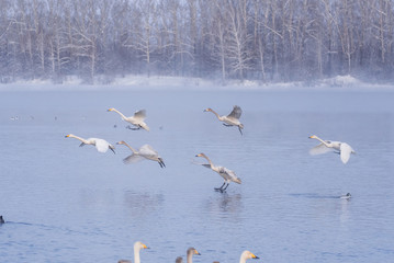 A group of swans flying over the lake. 