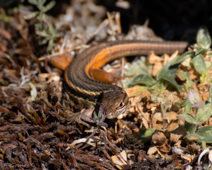 Algerian sand lizard (Psammodromus algirus)