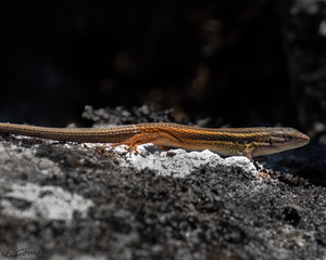 Algerian sand lizard (Psammodromus algirus)