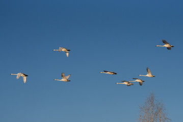 Obraz premium A group of swans flying over the lake. 