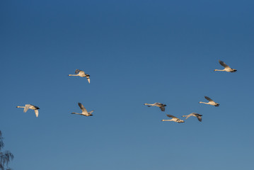 A group of swans flying over the lake. 