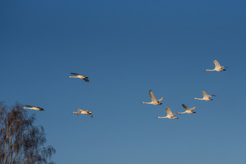 A group of swans flying over the lake. 