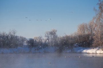A group of swans flying over the lake. "Lebedinyj" Swan Nature Reserve, "Svetloye" lake, Urozhaynoye Village, Sovetsky District, Altai region, Russia