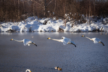 A group of swans flying over the lake. "Lebedinyj" Swan Nature Reserve, "Svetloye" lake, Urozhaynoye Village, Sovetsky District, Altai region, Russia