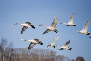 A group of swans flying over the lake. 