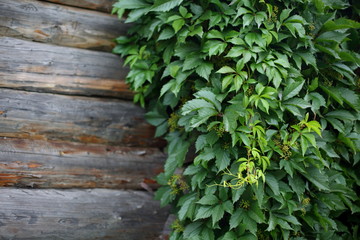 texture log wall covered with grapes.