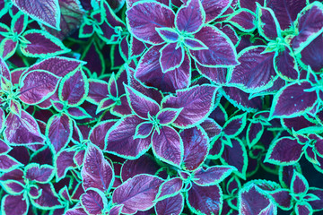 Abstract dark and light neon coleus, fantastic gray foliage texture, decorative tropical leaf pattern, floral arrangement design, artistic exotic plant illustration, leaves in neon.
