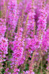Obraz premium Lavender flowers macro photography in a countryside garden. nature background, space for text