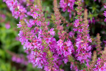 Obraz premium Lavender flowers macro photography in a countryside garden. nature background, space for text