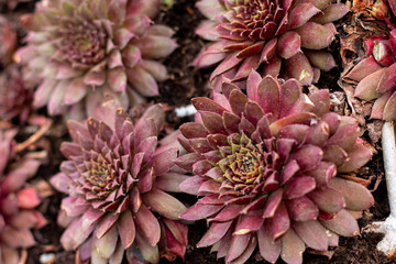 Group of succulent as home interior decoration, trendy plant, nature texture background