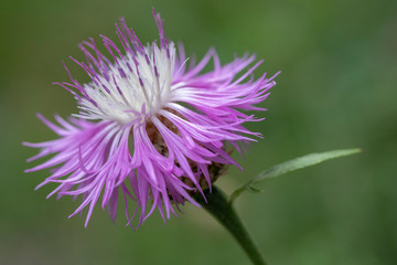 Closeup image of a Centuarea dealbata