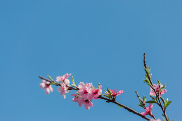 Sakura blossoms in the garden