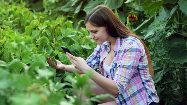 Young modern female farmer examining plant leaves, photographs a leaf on the mobile phone, work on the field on sunset