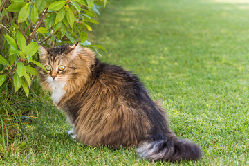 Naklejka na ściany i meble Beautiful siberian cat in a garden, playing on the grass green
