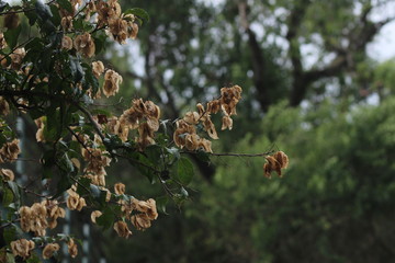 flowers and plants