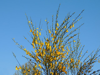 Spanish Gorse, Spartium junceum, during flowering