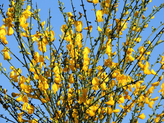 Spanish Gorse, Spartium junceum, during flowering