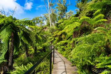 road in forest