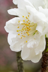 花桃の白い花