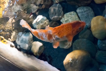 Koi, Karpfen schwimmt in einem Becken mit Steinen