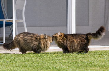 Beautiful siberian cat in a garden, playing on the grass green