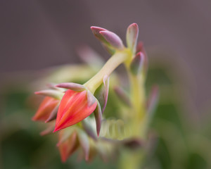 Close up of red flower bud on succulent plant