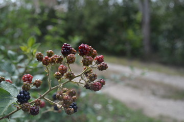 Blackberries bush background