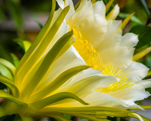 Close up side view of Dragonfruit flower Bloom. White petals with yellow stamen; yellow and green outer petals