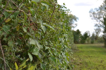 Blackberries bush background