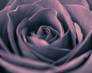 Close up of center of rose, monochrome with rose/magenta tones