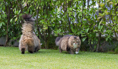 Beautiful siberian cat in a garden, playing on the grass green