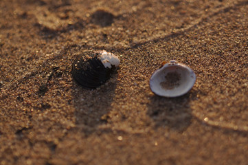 Sand und Schale
