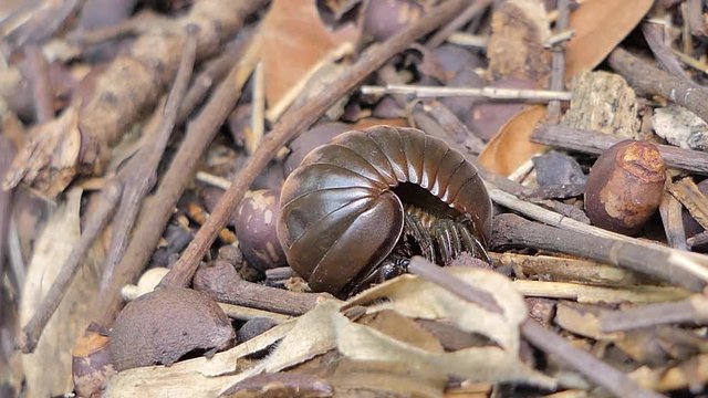 Pill millipede (Glomeris marginata) curled and unfurling from defensive position in tropical rain forest.