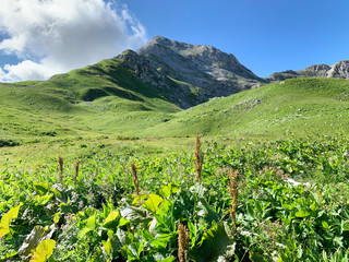 Fototapeta na wymiar Abkhazia, Arabica plateau and fragment of the mountain of the same name in summer morning