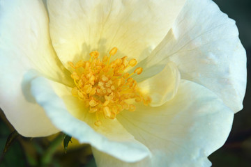 Memorial rose (Rosa wichuraiana). Another scientific name is Rosa luciae.