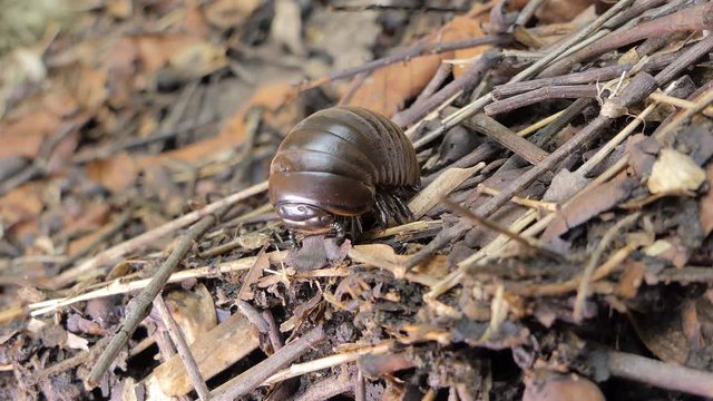 Pill millipede (Glomeris marginata) curled and unfurling from defensive position in tropical rain forest.