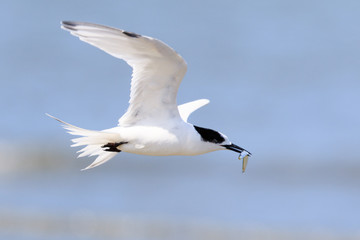 White Fronted Tern in Australasia