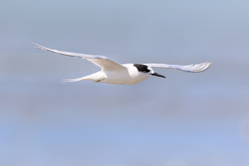 White Fronted Tern in Australasia