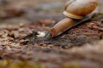 Snailed