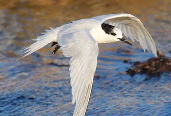 White Fronted Tern in Australasia