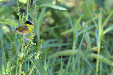 small yellow bird
