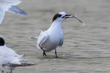 White Fronted Tern in Australasia