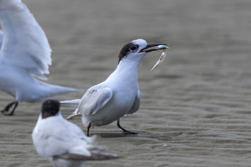 White Fronted Tern in Australasia