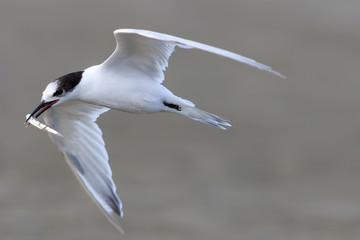 White Fronted Tern in Australasia
