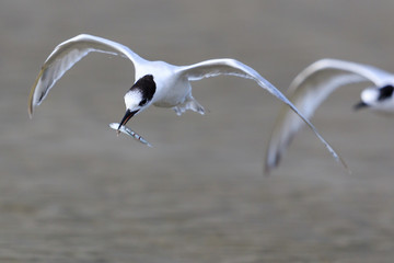 White Fronted Tern in Australasia