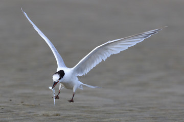 White Fronted Tern in Australasia