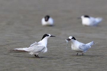 Fototapeta premium White Fronted Tern in Australasia