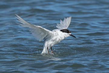 White Fronted Tern in Australasia